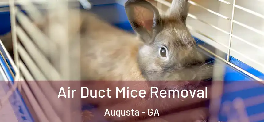 Air Duct Mice Removal Augusta - GA